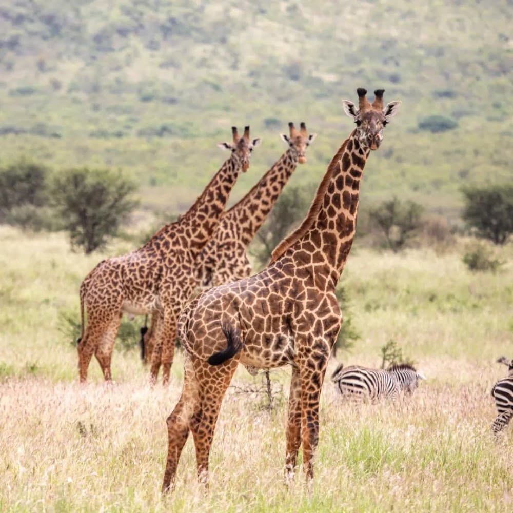 Nyerere-Nationalpark