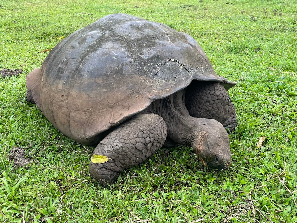 El Chato Ranch - Giant Tortoise Reserve