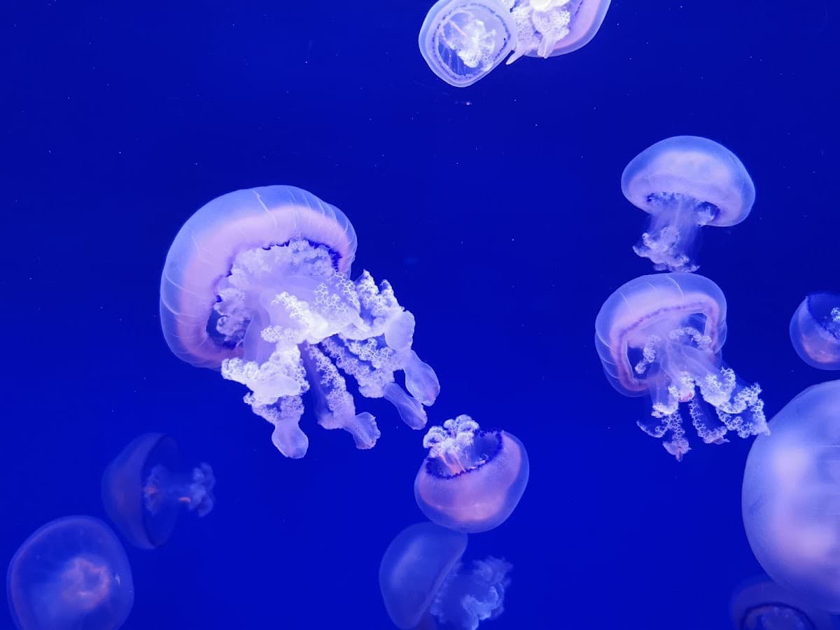 L’Oceanogràfic