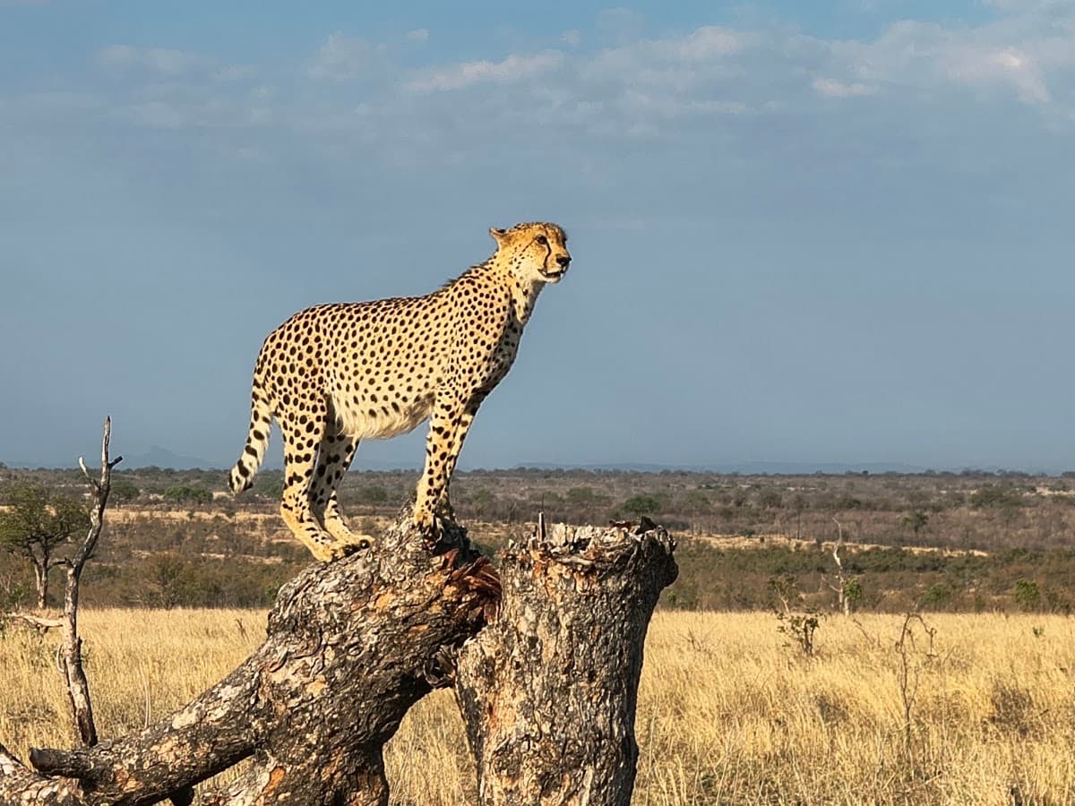 Sabi Sand Nature Reserve